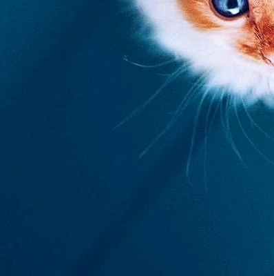 cat 6x