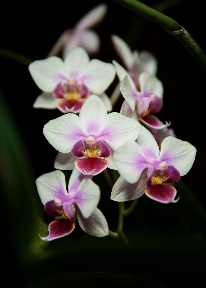 orchid