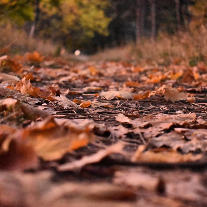 осень