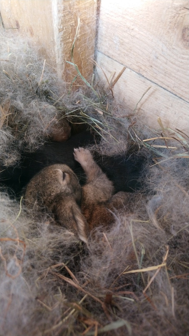 bunny