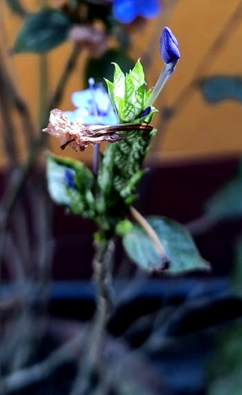 flower bud