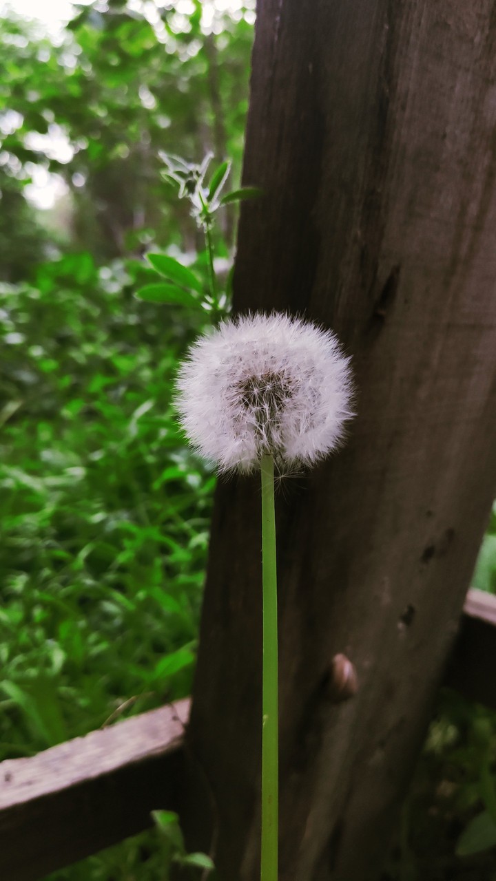 Dandelion
