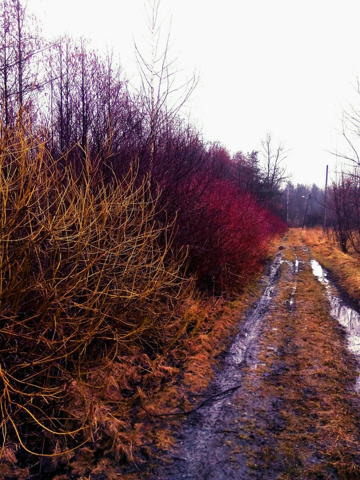 Early Spring