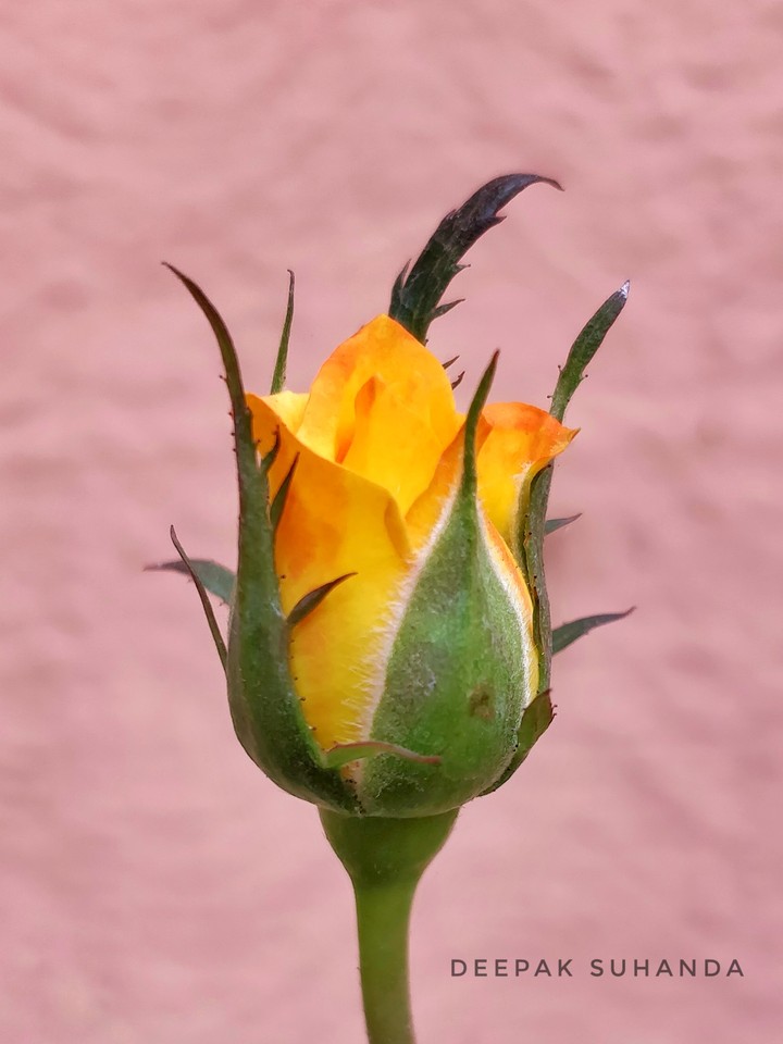 Love Rose