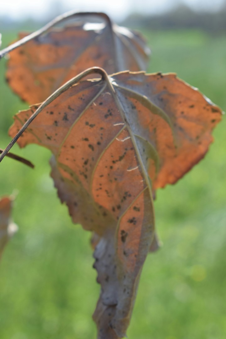 leaves