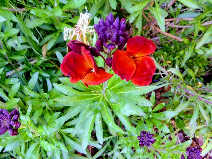 Flower