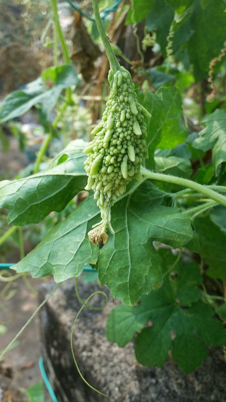 bitter gourd...