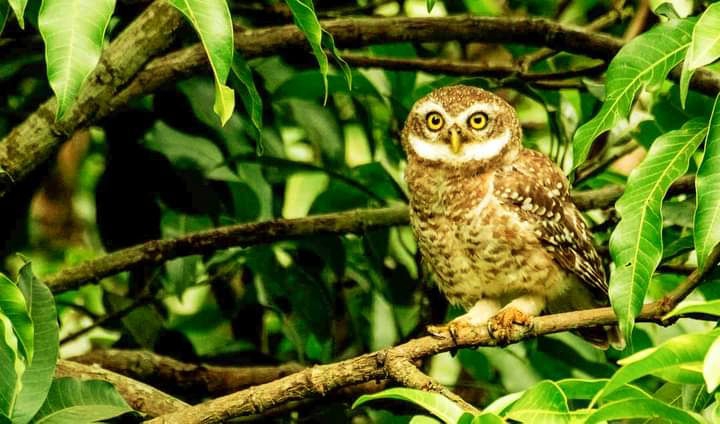 Owl