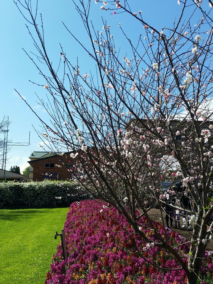 cherry blossom