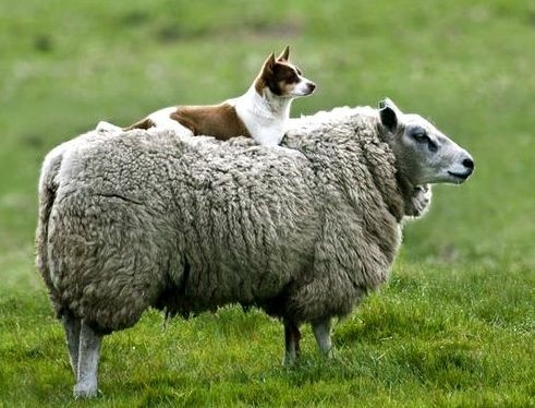 If It's Not A Broder Collie It's Just A Dog