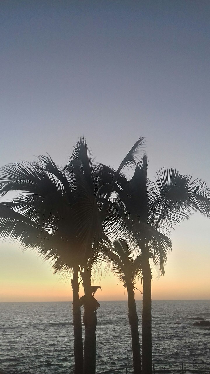 Sea and Palms