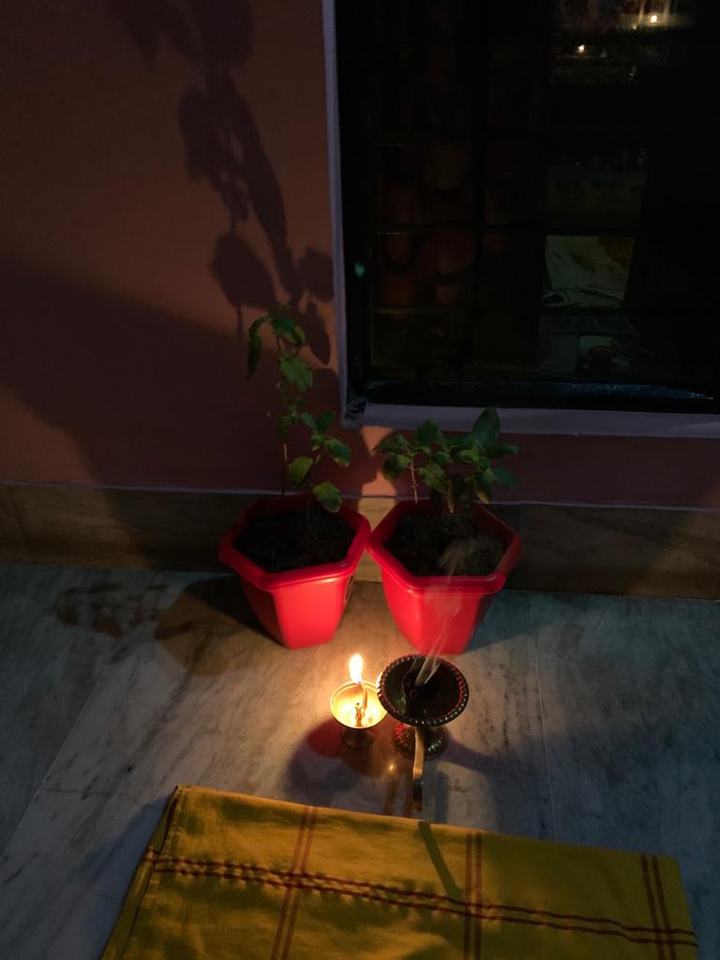 tulsi