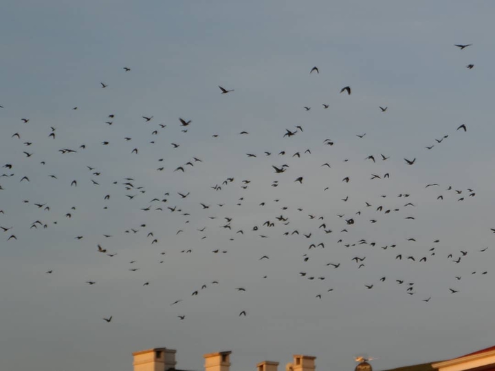 birds