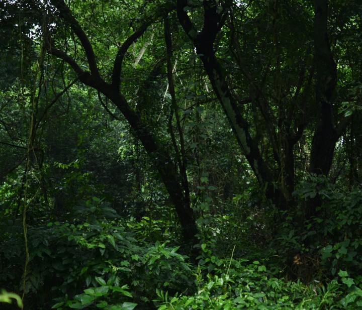 Rain forest