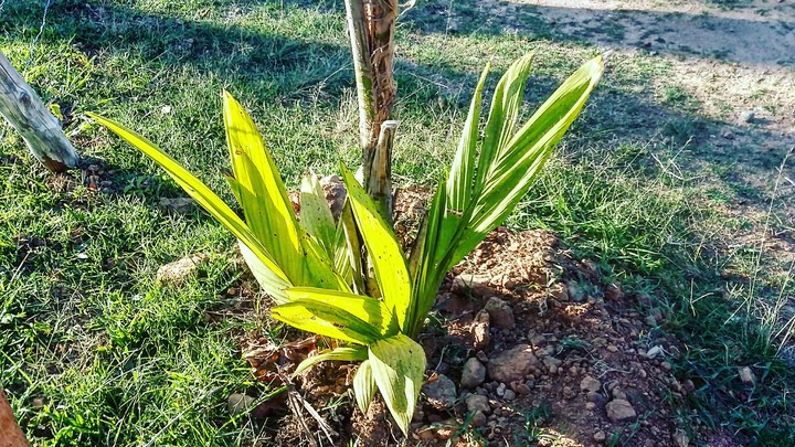 Uma Bela Planta