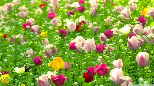 Flower Color