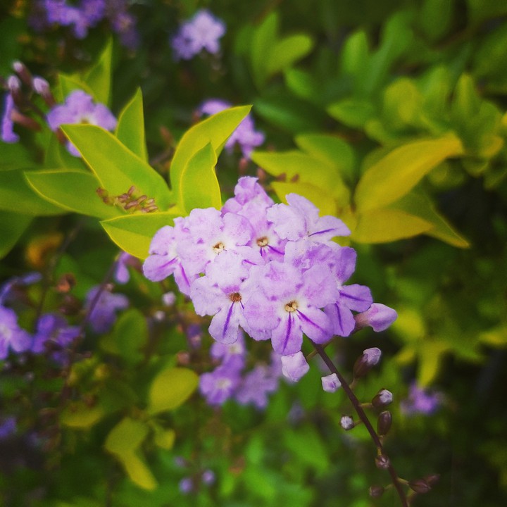 the flower