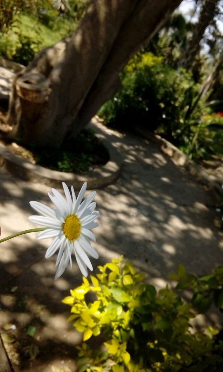 flower