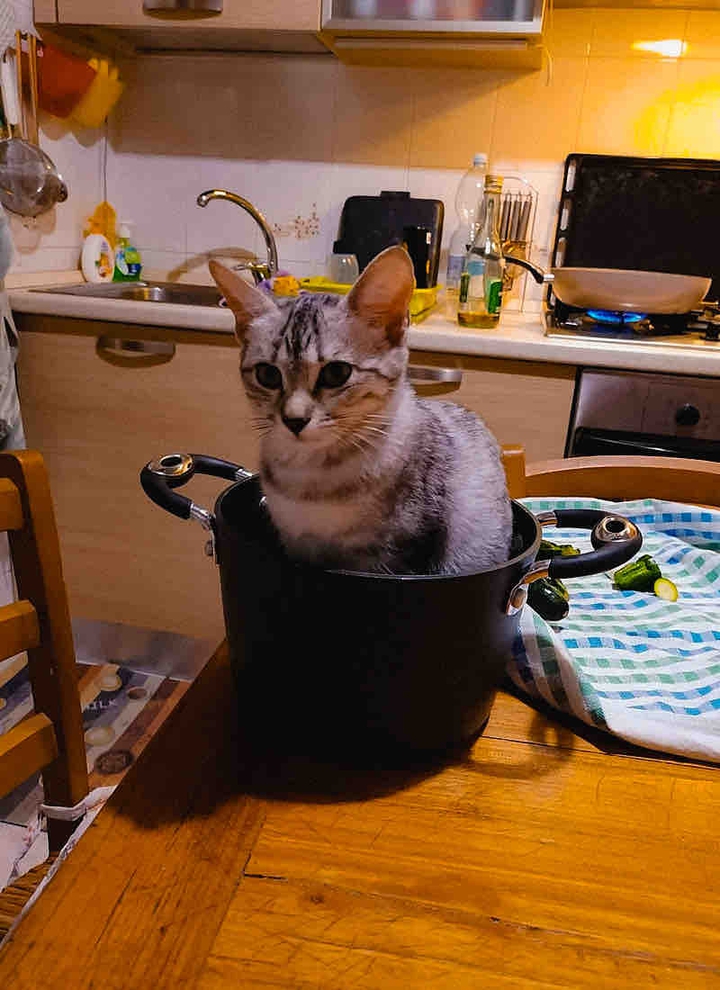 Cat