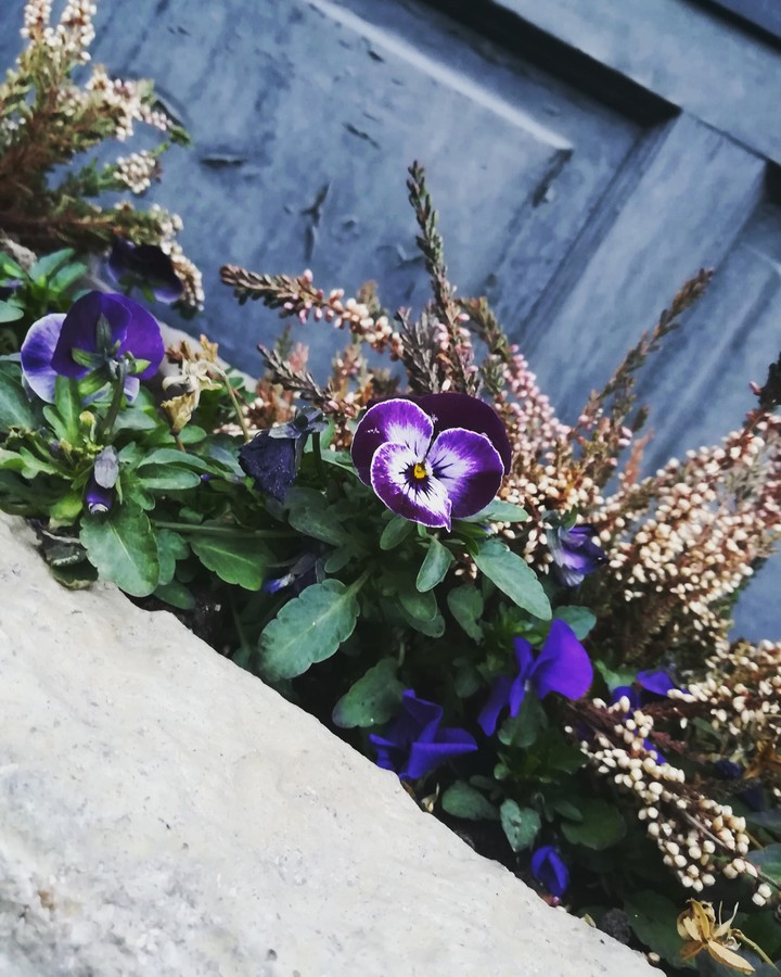 flower