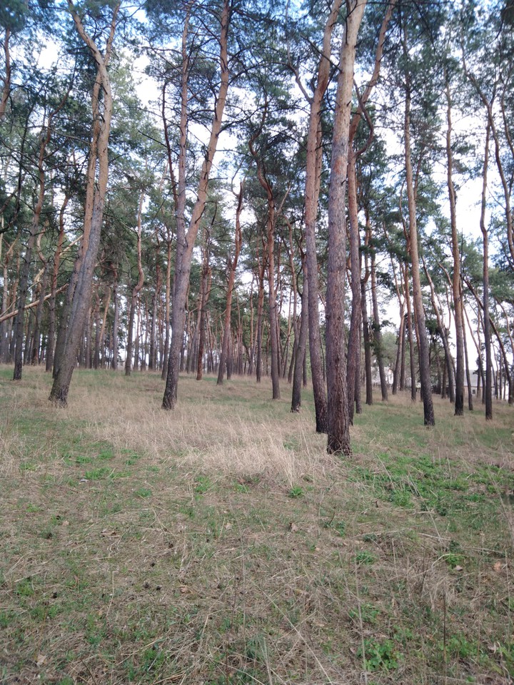 сосны