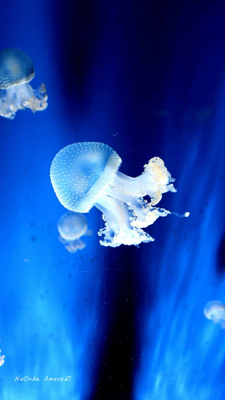 meduza