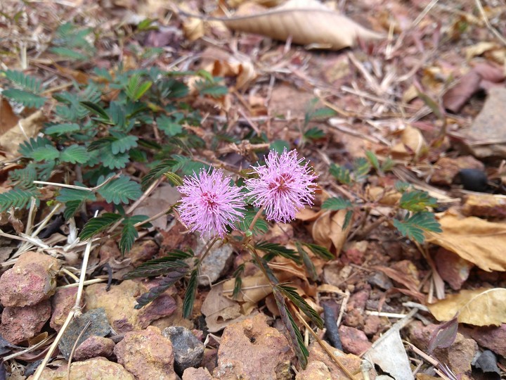 sweet flowers 2