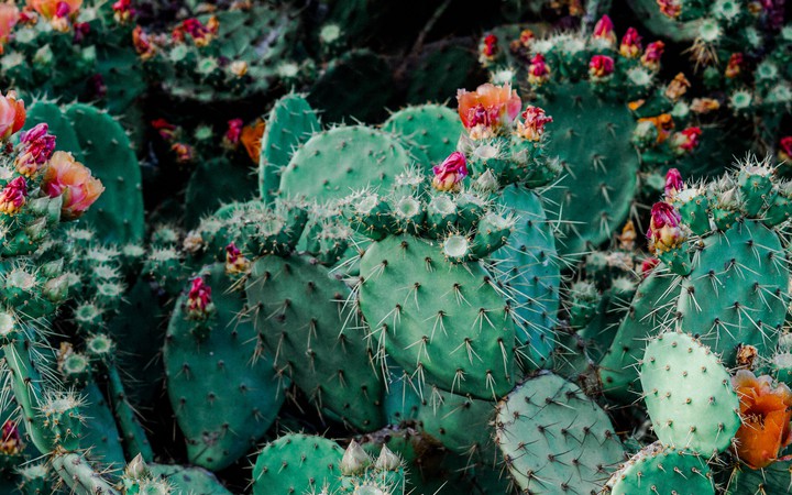 Cactuses