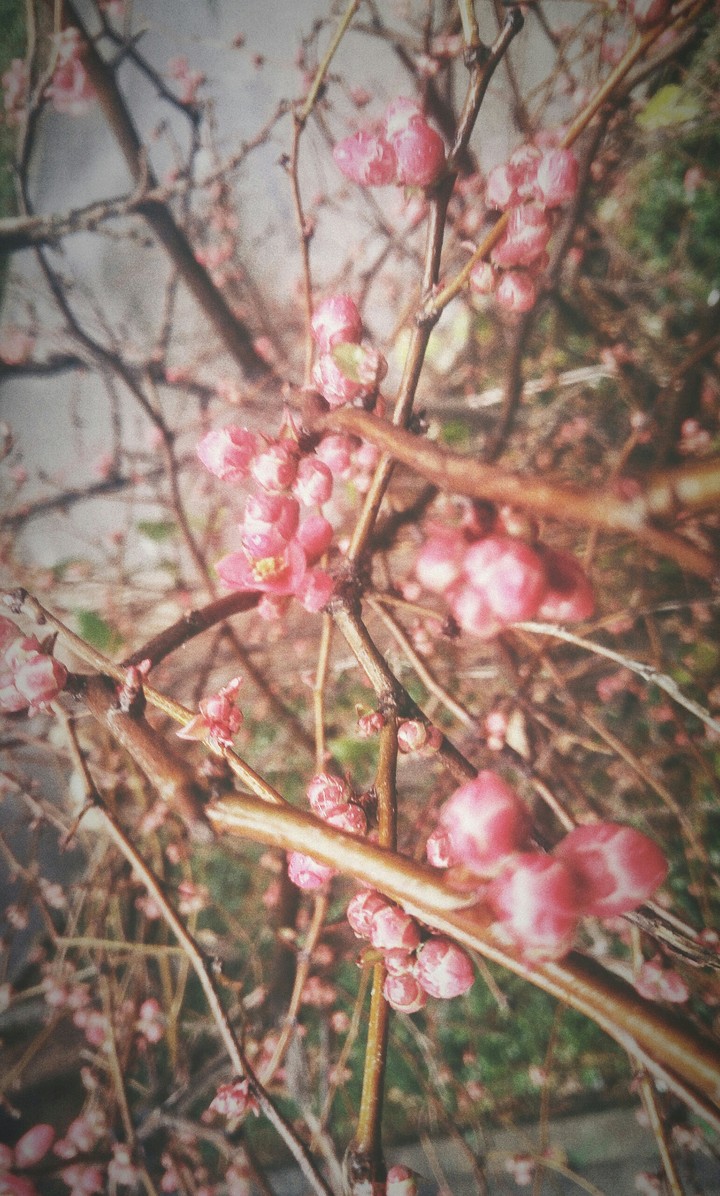 Winter's Mother