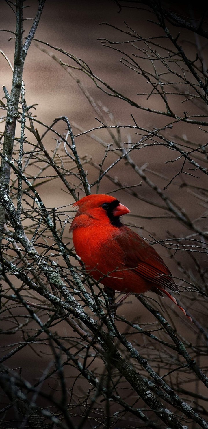 red bird ....