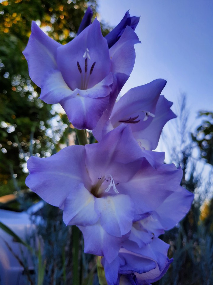 purple