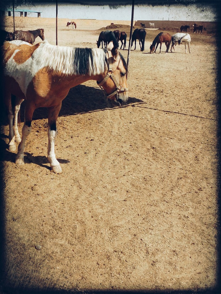 My horse