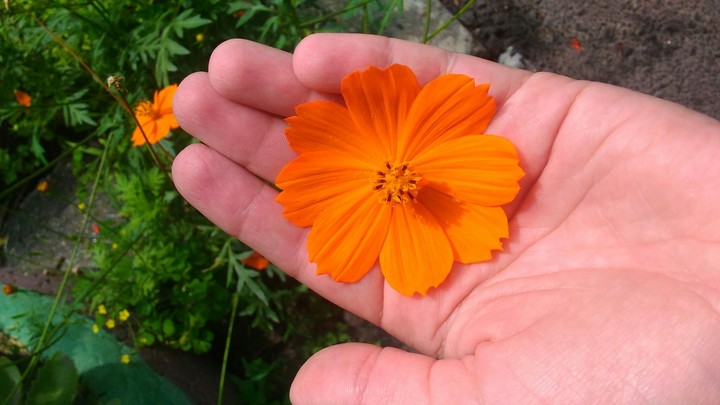Little orange camomile:)