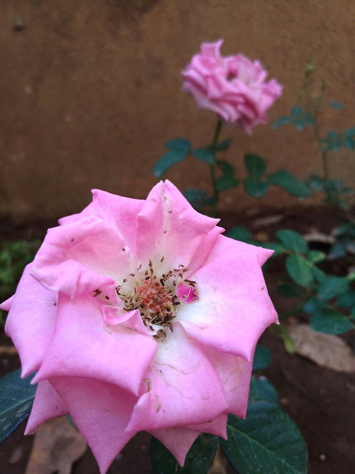 Pink Rose