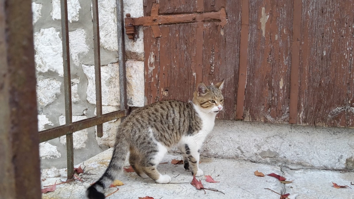 Cat