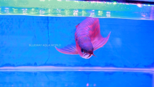 super red arowana