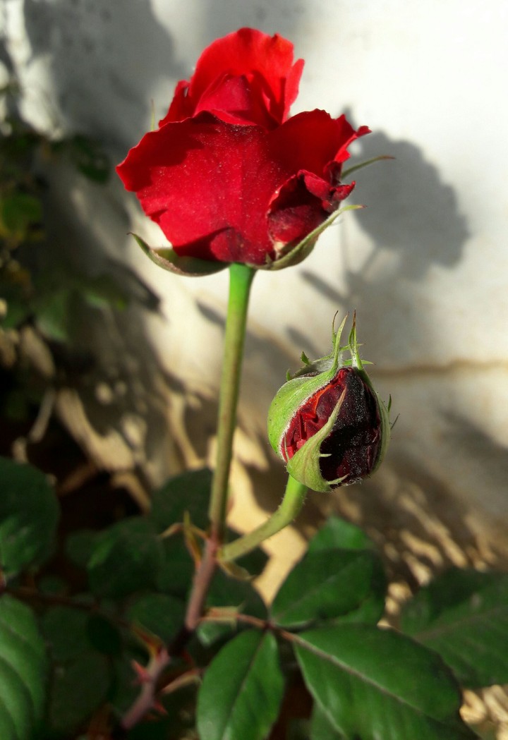 red rose