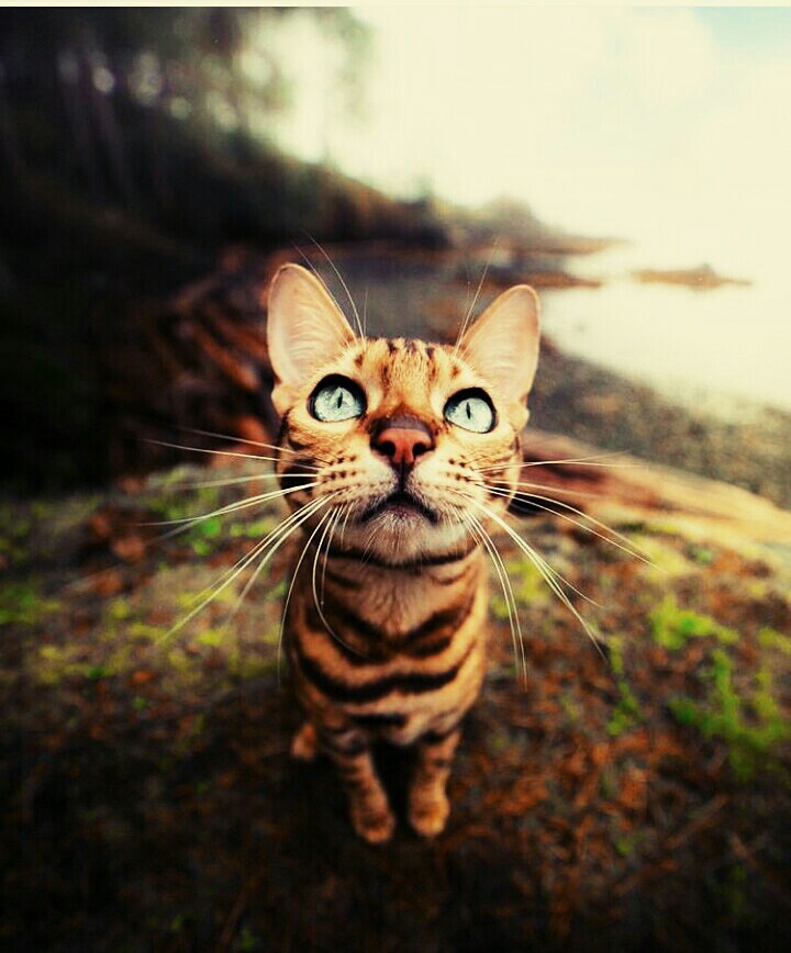 cute kitty ❤