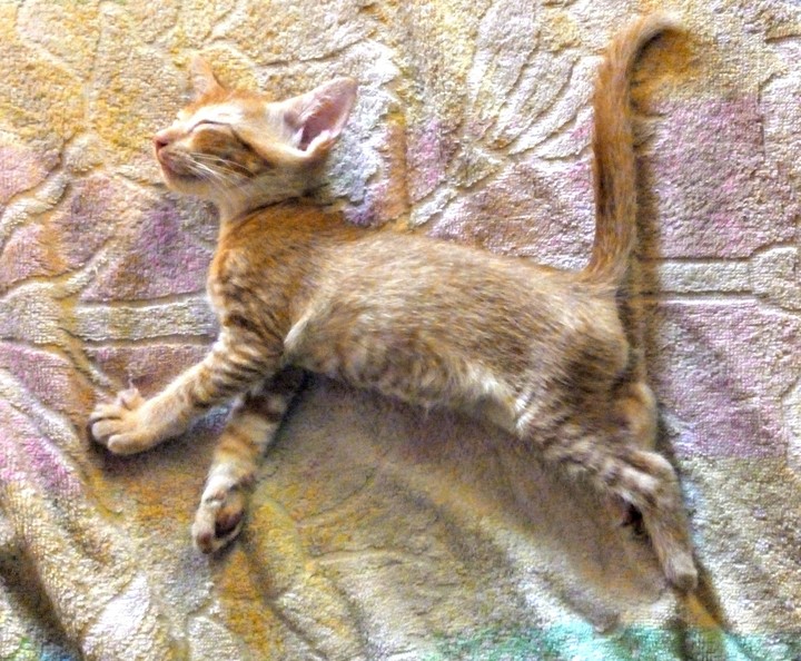 skitty king