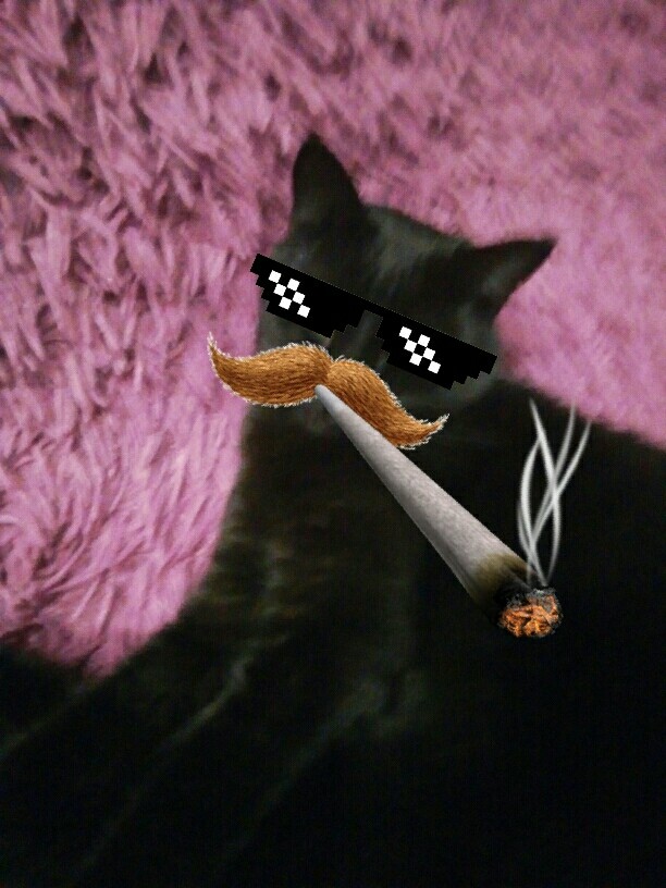 катяра