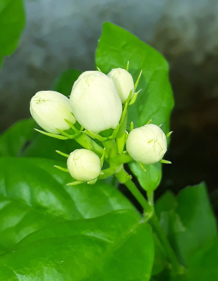 nature's magic
