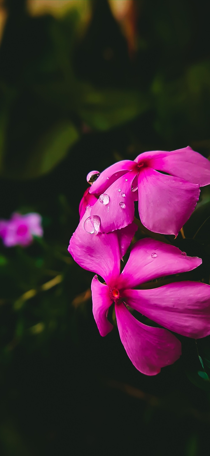 Blooming pink