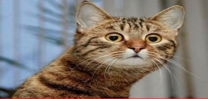kedi