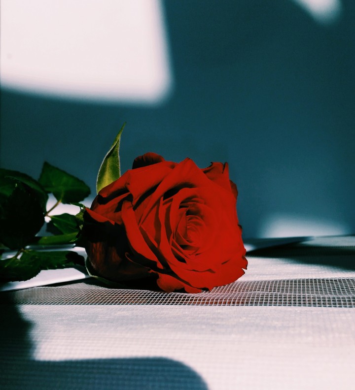 Red rose