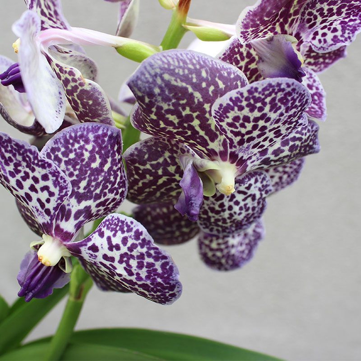 #vanda orchid