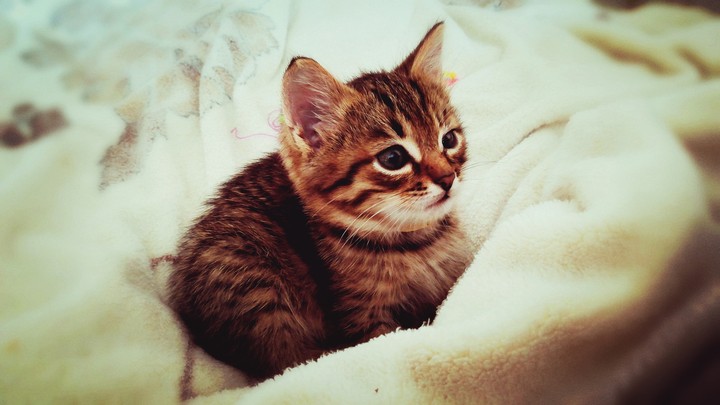 Kitten