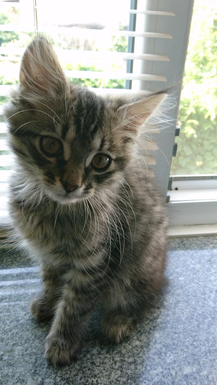 кот