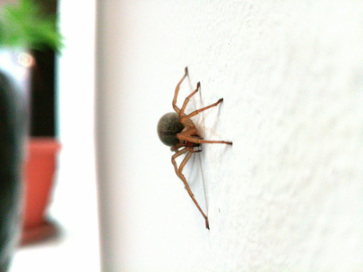 Spider