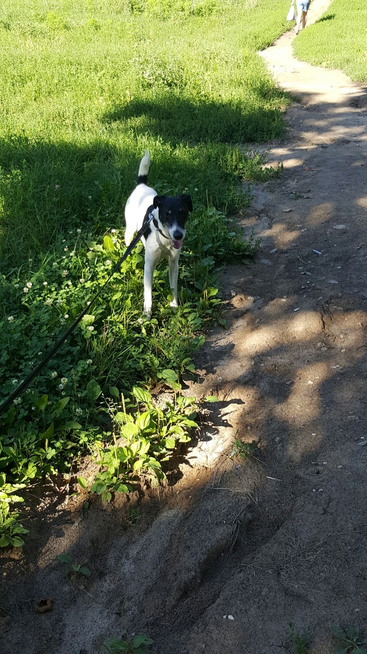 Kind boy- dog Richie 