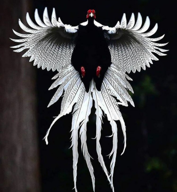 sfondi wing, beak